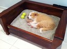 Lyrebird Pet Furniture